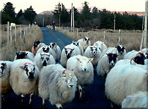 G7686 : Sheep: Crocknagapple by louise price