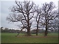 Three trees in a field