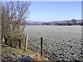 Frosty ground, Conywarren