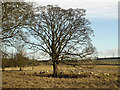 Rural Scene, West Halton