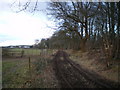 Bridleway beside Burlington Wood