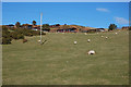 Grazing land near Bwlchgwyn