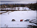 Grazing fields, Grantown on Spey