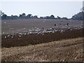 Plough near Stratford Tony