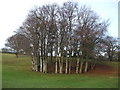 Ring of trees near Croydon Hall