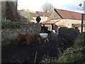 Cattle, Slowley Farm