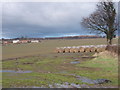 Round straw bales