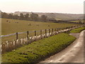 SY7187 : Whitcombe: sheep alongside the Weymouth road by Chris Downer