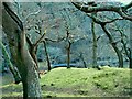 Strange trees near Friog, Wales