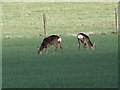 Roe deer near Woodlands