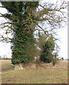 An alley of ivy-clad trees to the A1066 road