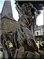 Yew Tree in Porlock Churchyard