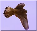 Kestrel hunting over Cherry Wood