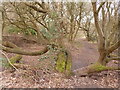 Alderney: path over a tree