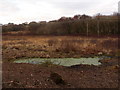 Alderney: unpleasant looking pool, Bourne Bottom