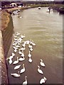 Swans on the River Arun