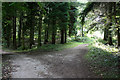 Fork in Footpaths, Miserden Park