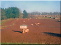 Pig farm near Russell