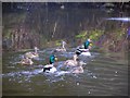 Ducks, Gortin Glens Forest Park