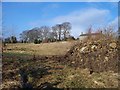 Beech trees