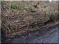 Small coppice area in cutting of former Guildford to Horsham railway