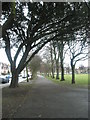 Tree lined path in St Matthew