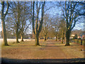 Avenue of trees at the park