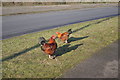 Chicken Roundabout