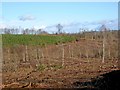 Cleared woodland in Wyre Forest