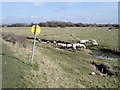 Sheep on Thorney Island