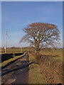 Beech Tree on Farm Road