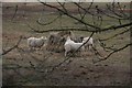 Sheep near Hever