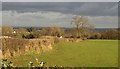 Field boundary near Fitzhead