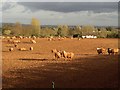 Sheep near Fitzhead