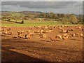 Sheep near Fitzhead