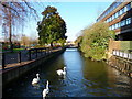 Salisbury - River Avon