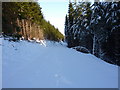 Snow-filled forest track