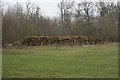 Log pile on the edge of Park Wood