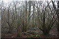 Coppiced trees by the Eden Valley Walk