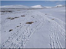 NN7274 : Animal tracks in the course of Allt Geallaidh near Sronphadruig Lodge by ian shiell