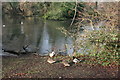 Ducks, Bradbourne Lake