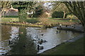 Ducks, Bradbourne Lake