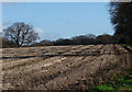 Field on the north side of Dumpford Lane