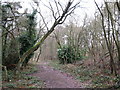 Footpath in woodland