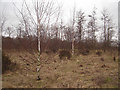 Former football pitch, now overgrown