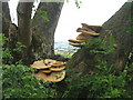 Bracket fungus on a tree near the Rhymers Stone