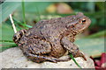 Common toad