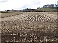 Crop stalks by Howton Lane