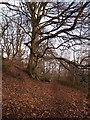 NY9459 : Footpath and Beech Tree near to Linnelswood Bridge by Clive Nicholson