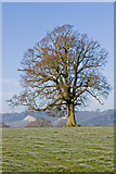 TQ2251 : Bare Tree by Ian Capper
